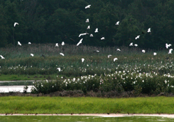 Commonly Asked Questions shapeimage_5