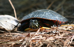 Substance Use-Abuse shapeimage_5